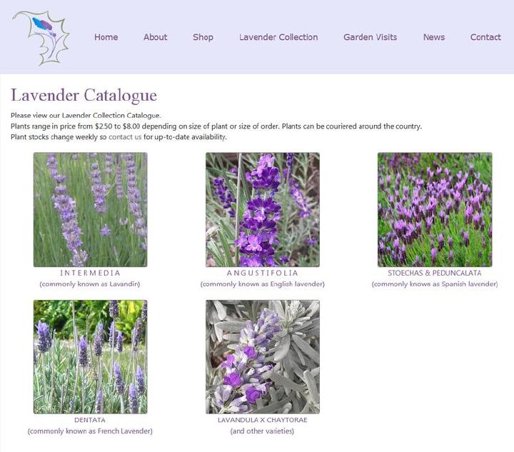 Lavender Garden