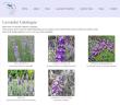 Lavender Garden
